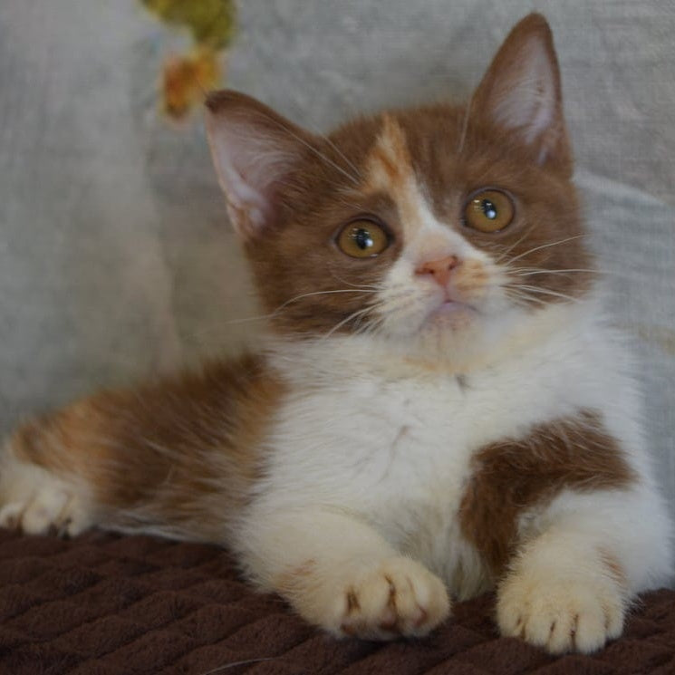Leosia British Shorthair female, cinnamon tortie bicolour