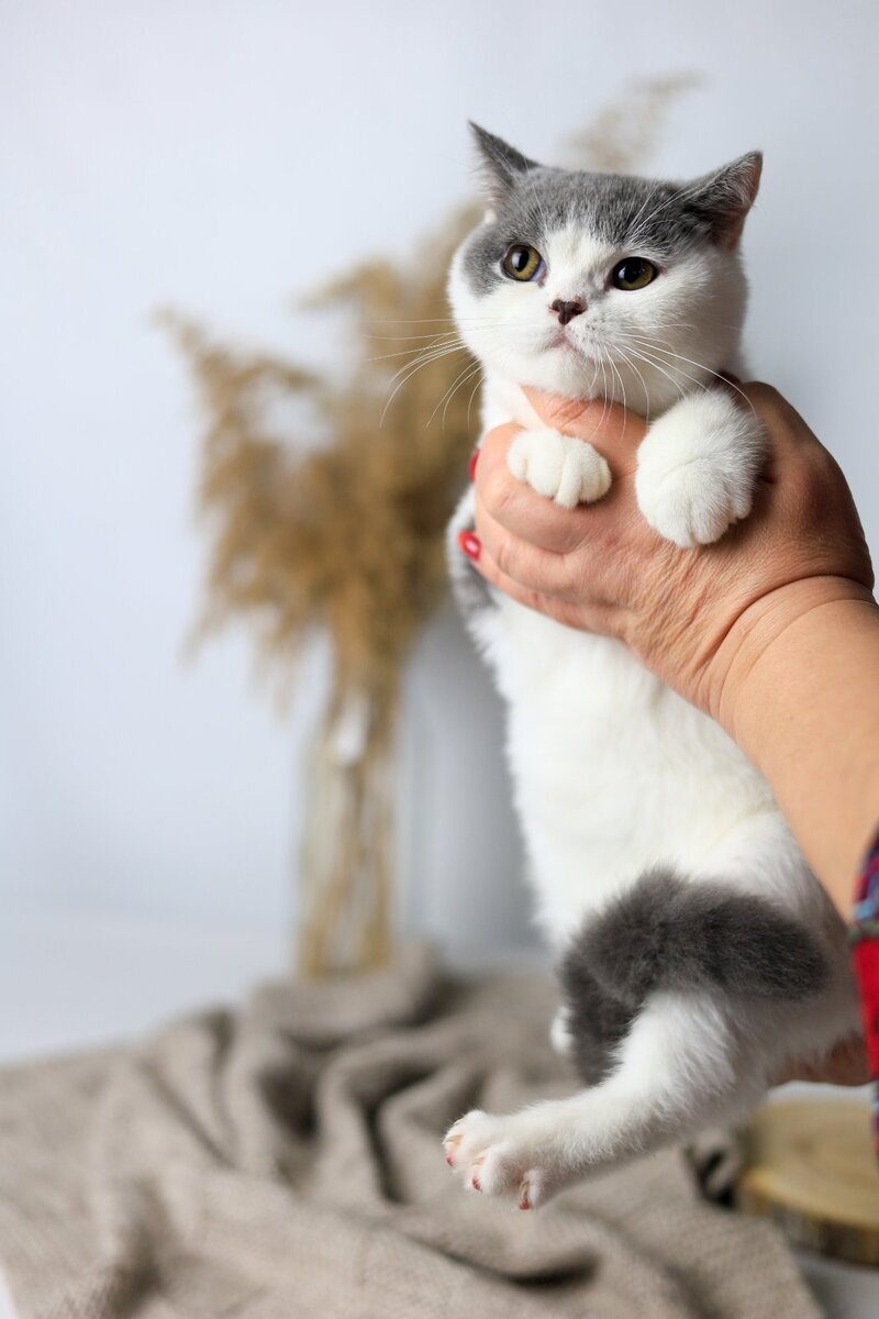Greta British Shorthair female, blue harlequin