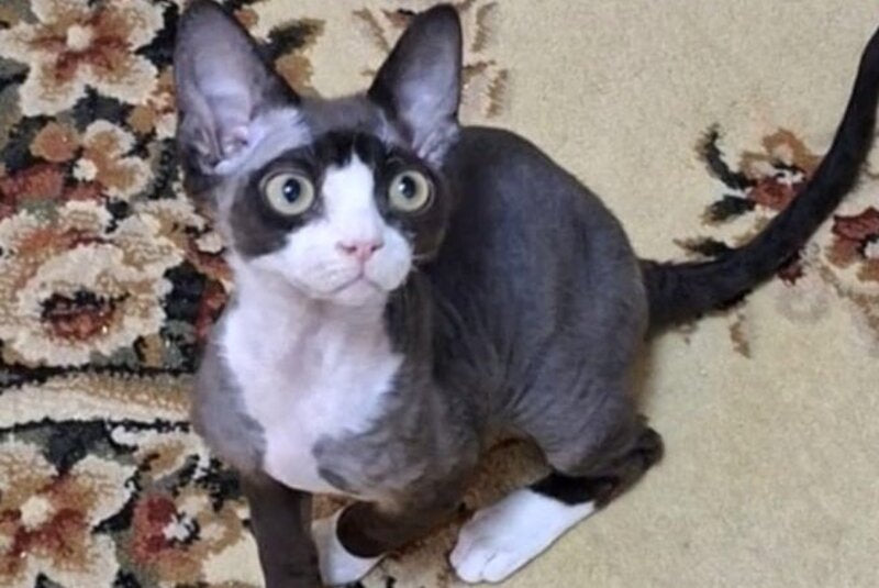 Eliza Devon Rex female black bicolour - live animals