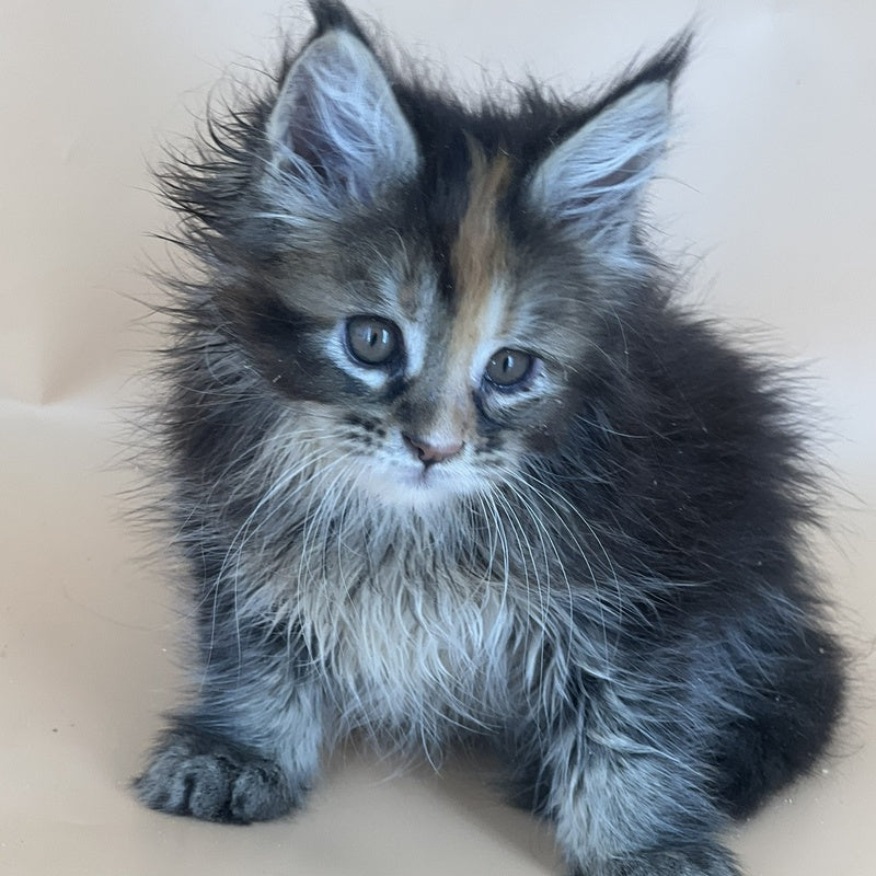Bella Maine Coon female, black tortie silver