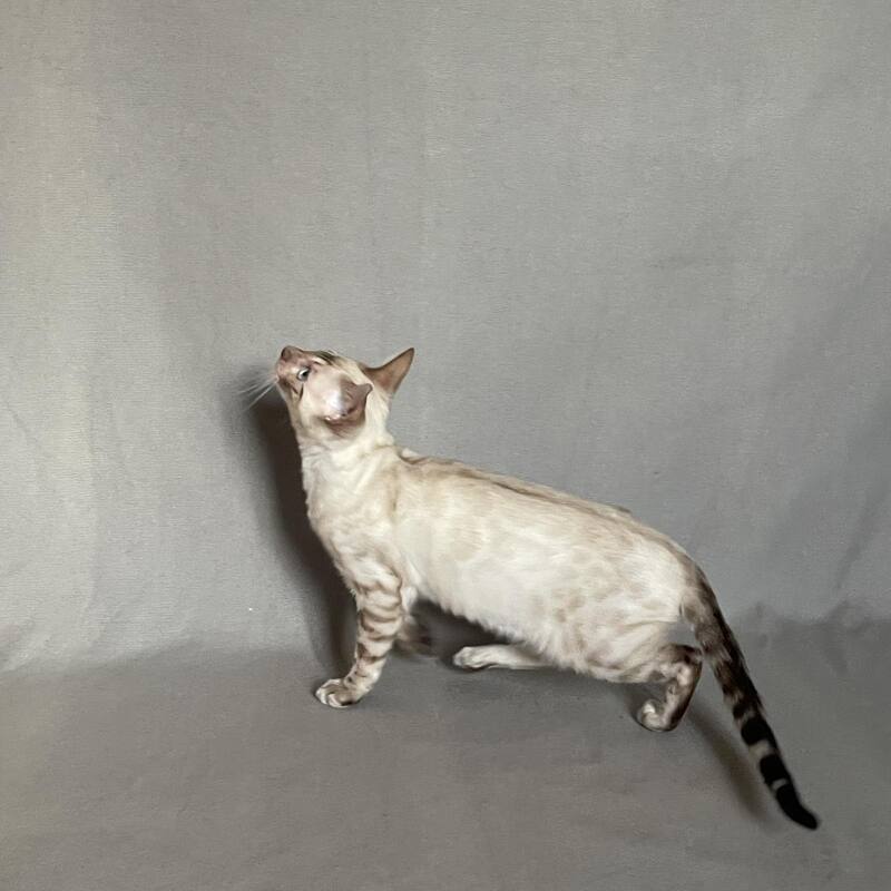 Jinx Bengal male, black spotted tabby pointed