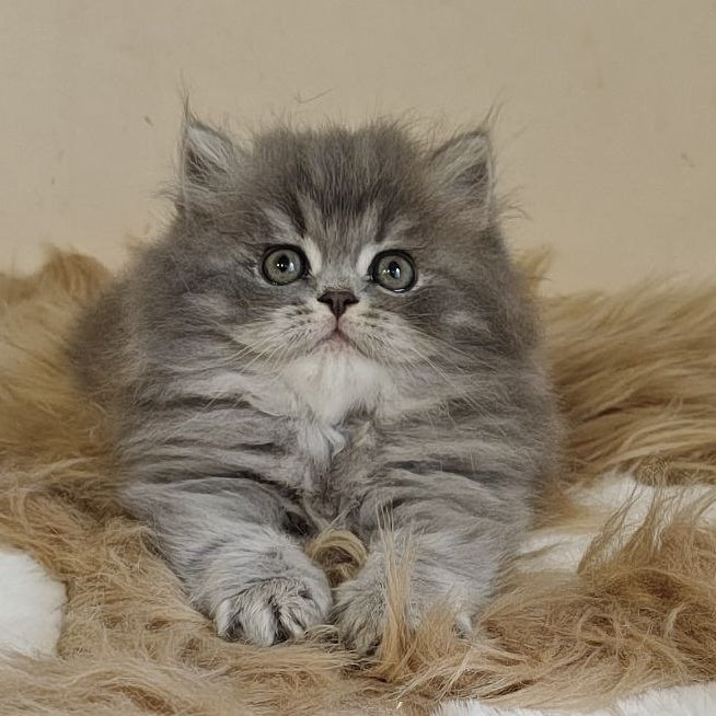 Kolin Scottish Straight male, blue spotted tabby