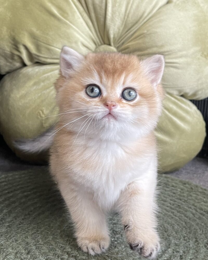 Wishenka British Shorthair female black golden ticked tabby - live animals