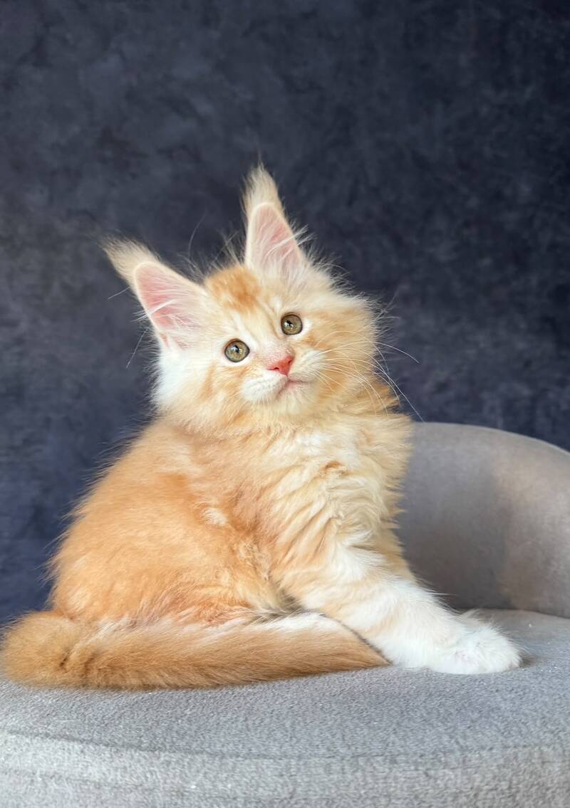 Han-Solo Maine Coon male, red silver ticked tabby