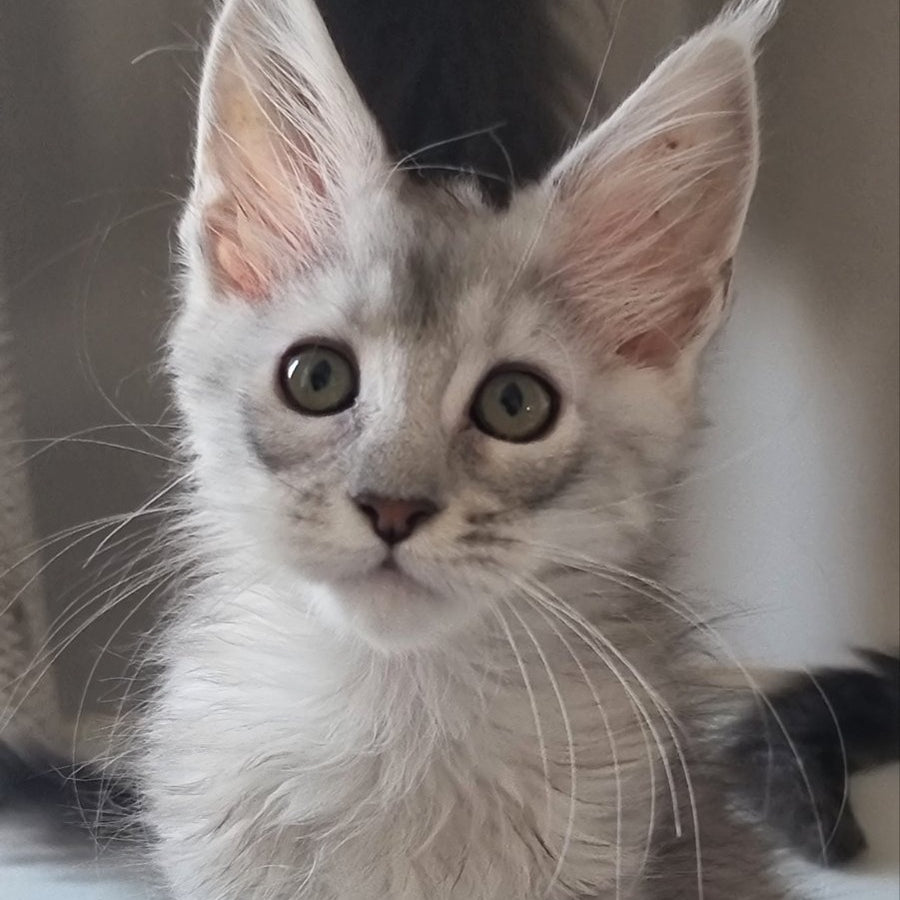 Eveta Maine Coon female, black silver tabby