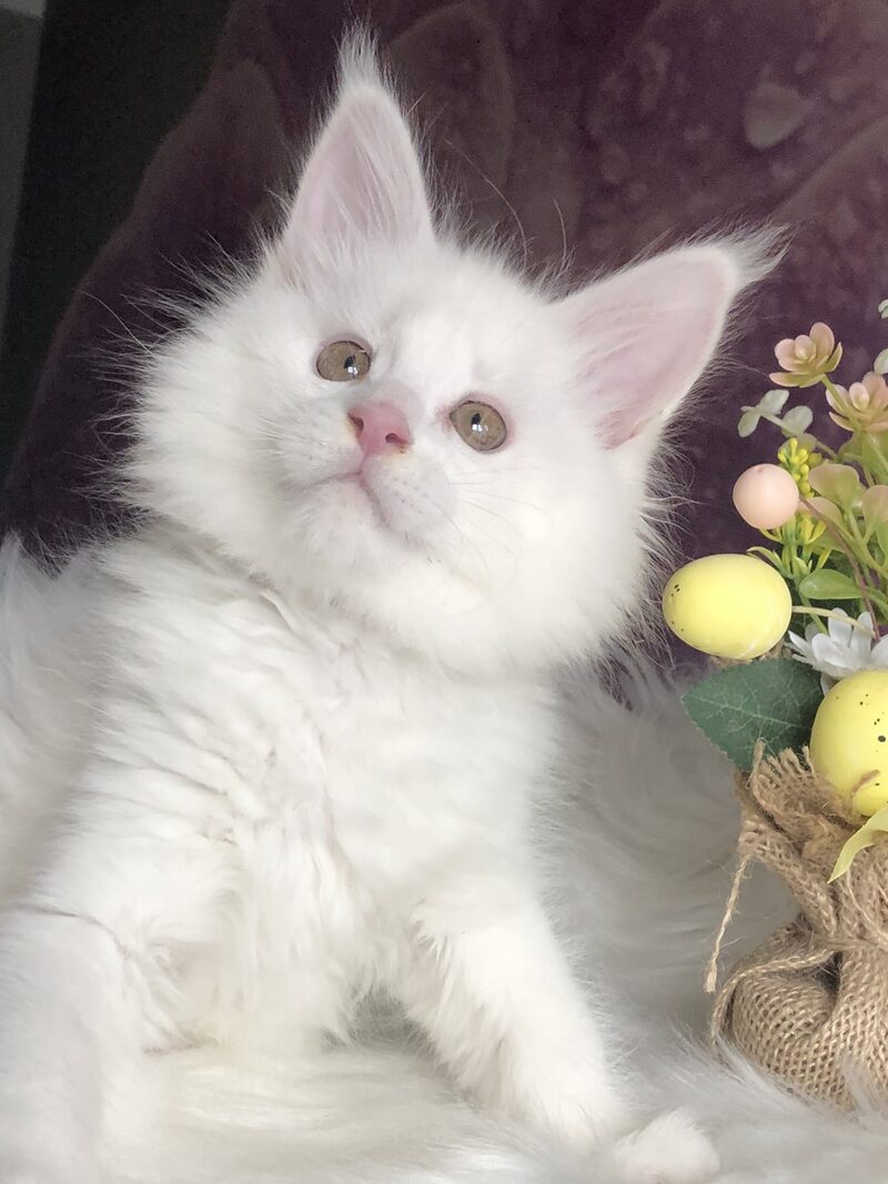 White Angel Maine Coon male white - live animals
