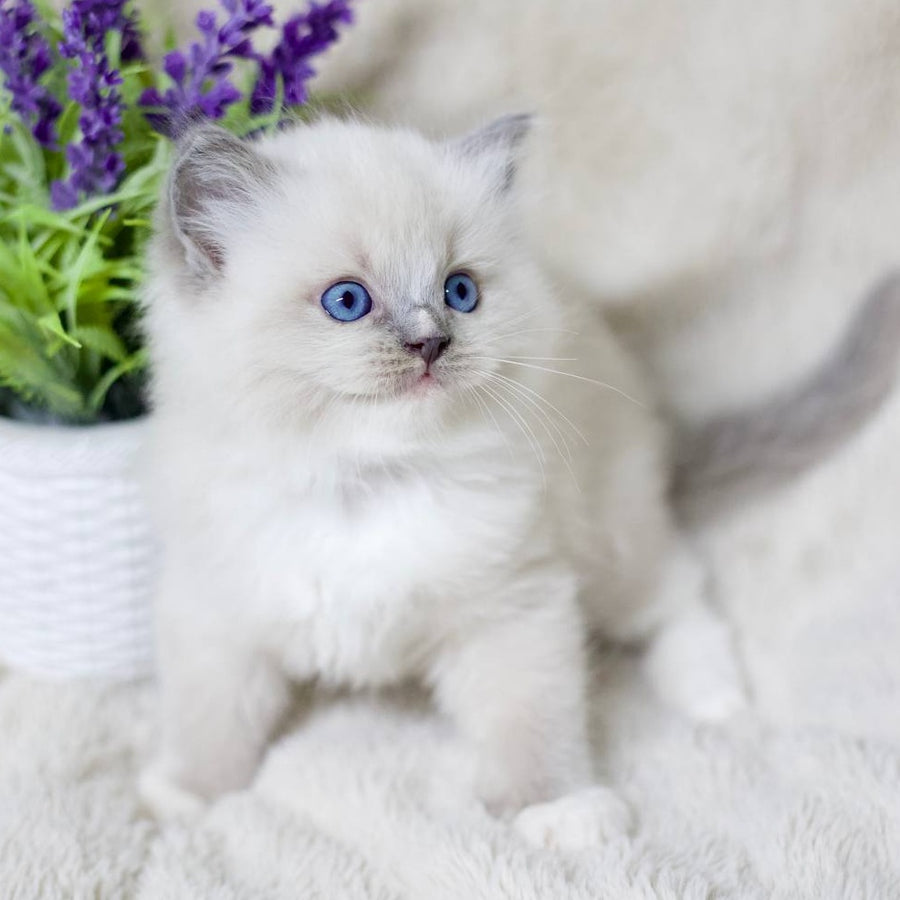 Roddy Ragdoll male, blue mitted