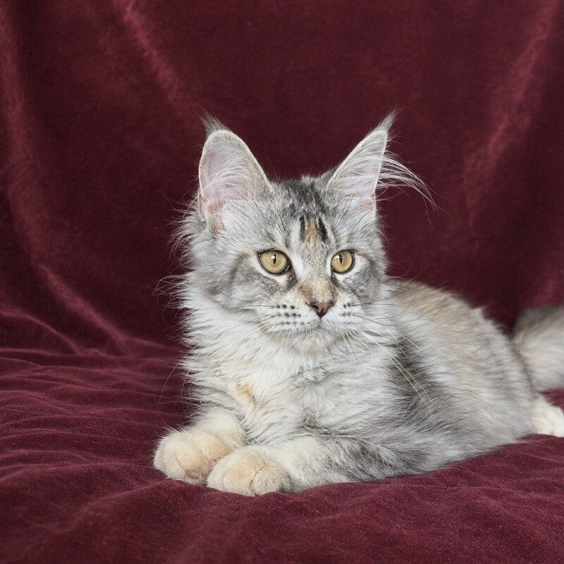 Gemma Maine Coon female, black tortie silver ticked tabby
