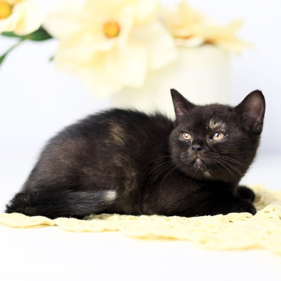 Yarina British Shorthair female, black tortie