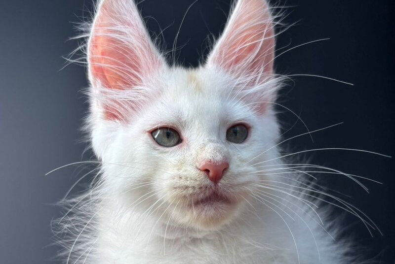 Barmaley Maine Coon male, red silver
