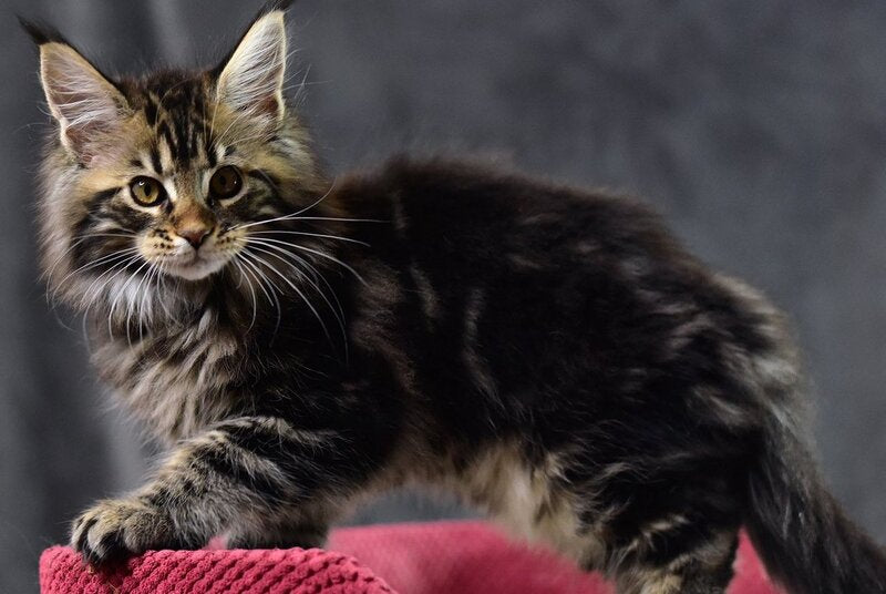 Calypso Maine Coon male, black tabby