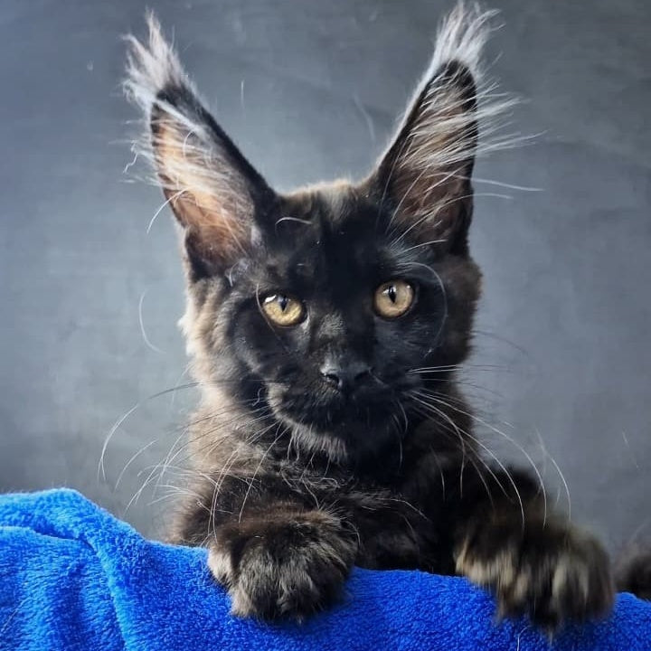 Kira Loren Maine Coon female, black