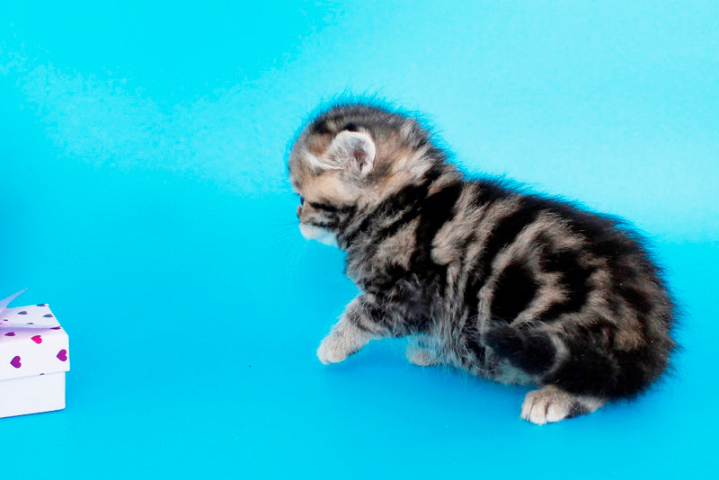 Rose British Shorthair female, black tabby