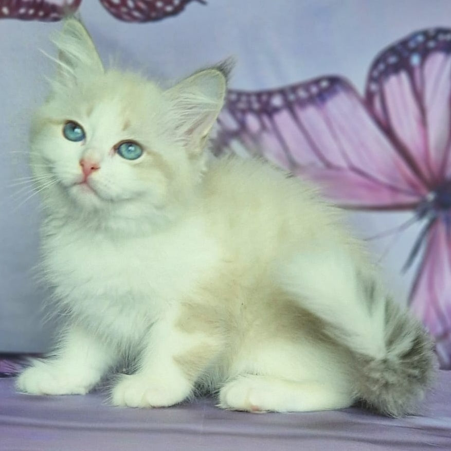 Eddie Siberian male, blue bicolour tabby pointed