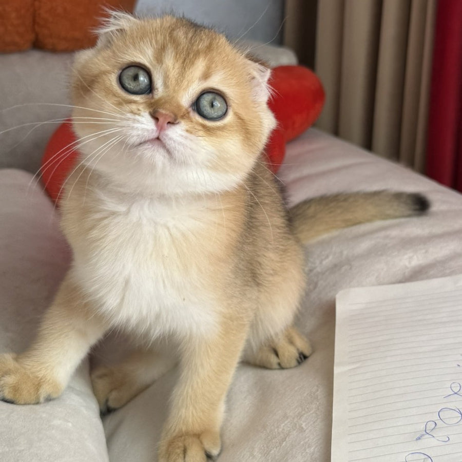 Elvis Scottish Fold male, black golden shaded