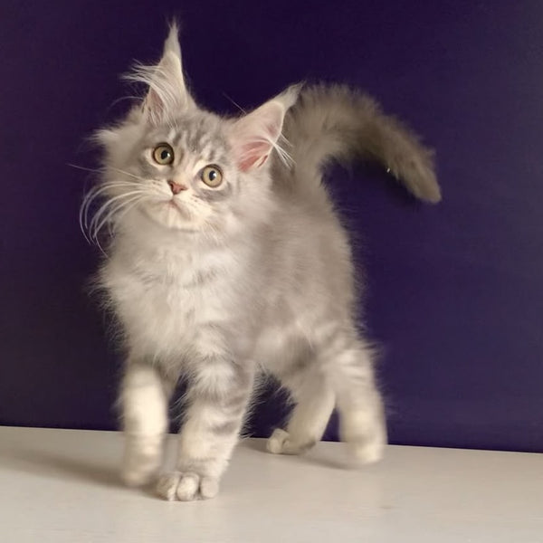 Monaco Maine Coon male, blue tabby