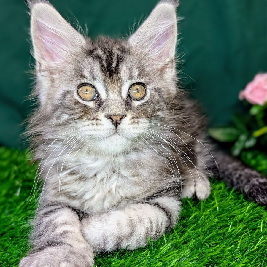 Ymir Maine Coon male, black silver tabby