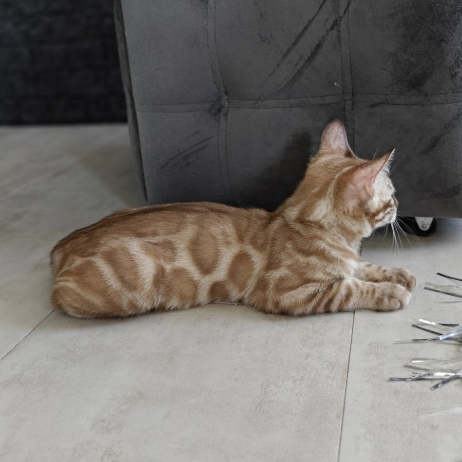Iron Bengal male, black amber spotted tabby pointed