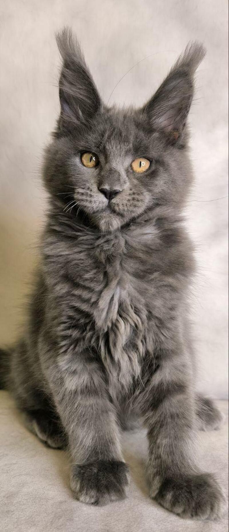 Sheila Maine Coon female, blue silver