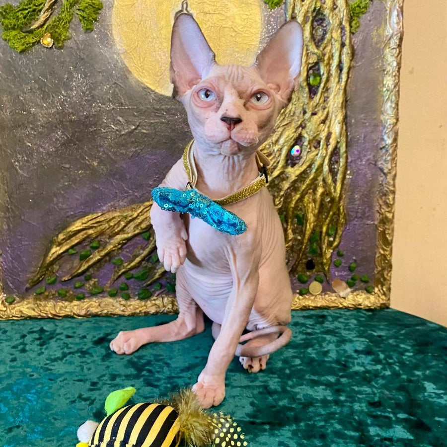 Max Canadian Sphynx male, blue bicolour pointed