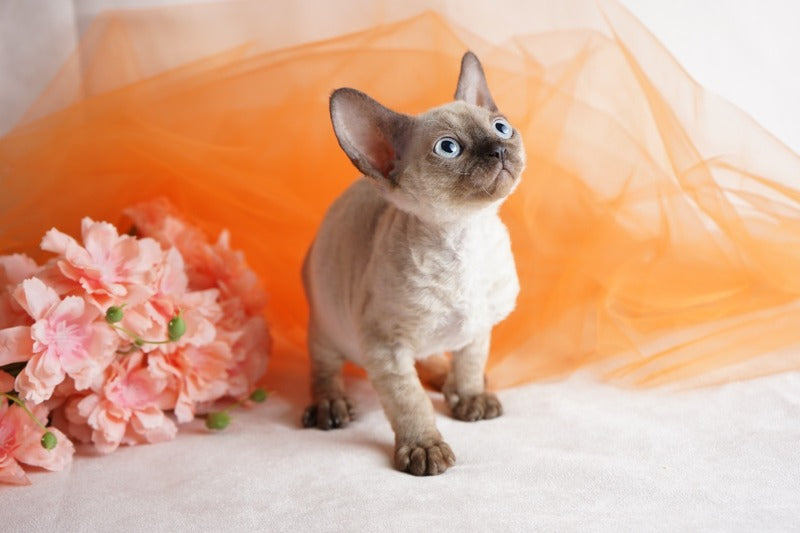 Naila Devon Rex female chocolate pointed - live animals