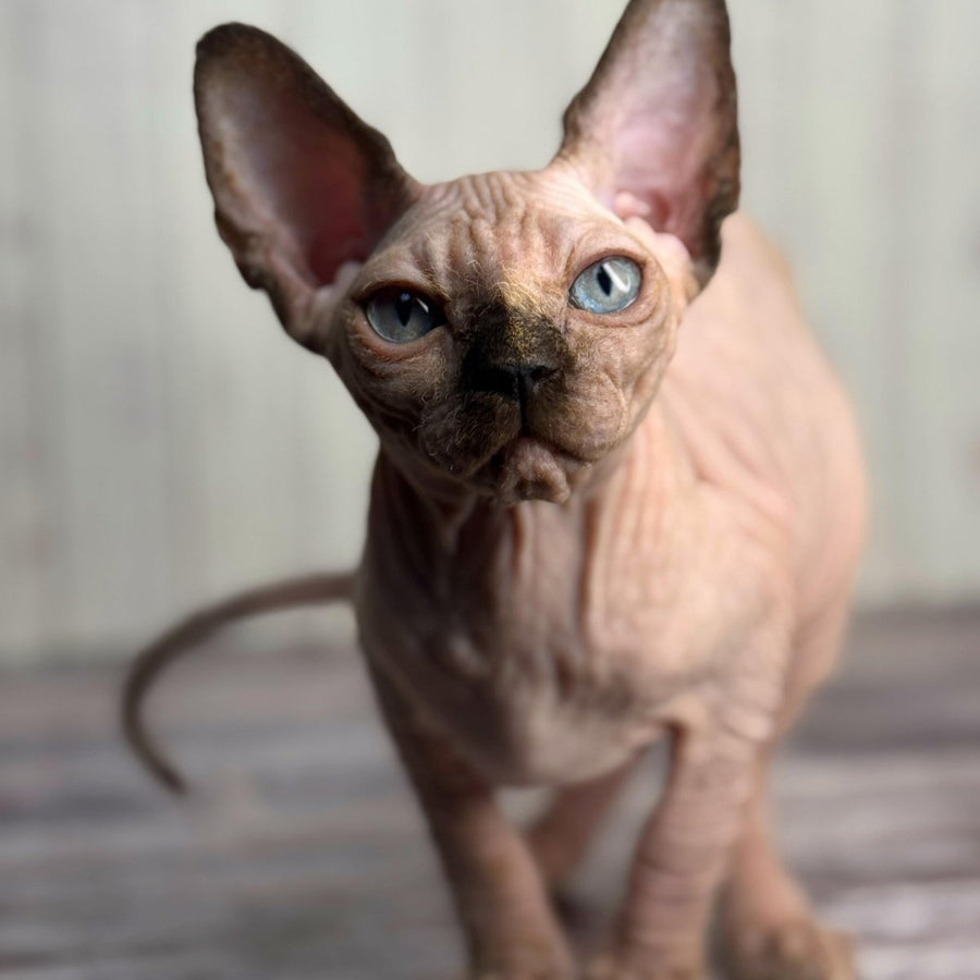 Alice Canadian Sphynx female, black tortie pointed