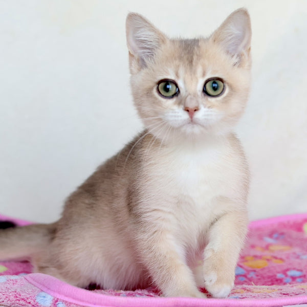 Area British Shorthair female, blue golden chinchilla