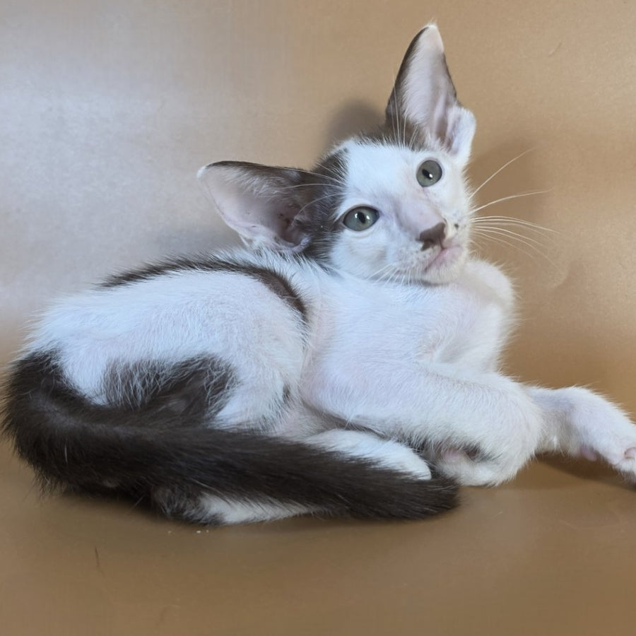 Cookie Oriental Shorthair male, chocolate van