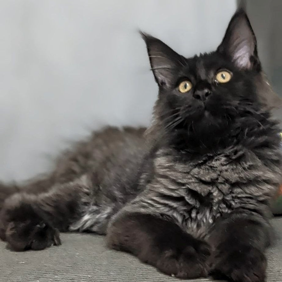 Wizard Maine Coon male, black