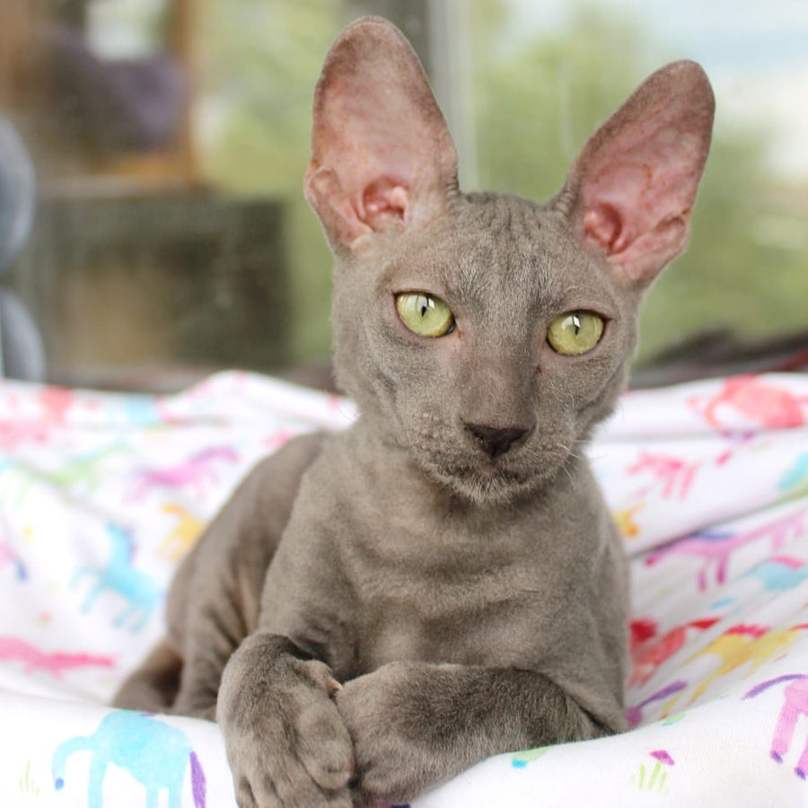 Dimetry Cornish Rex male, blue