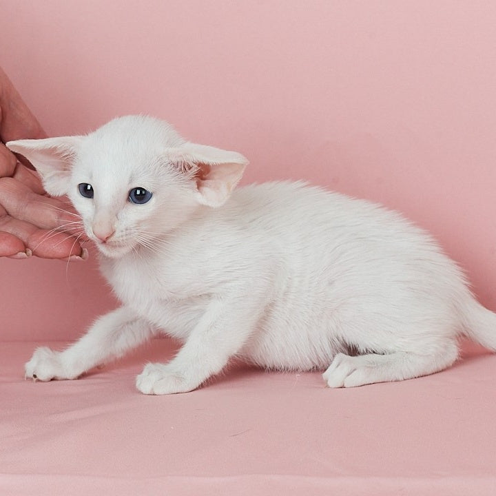 Wookie-Woo Oriental Shorthair male, white