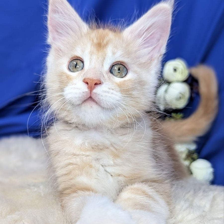 Yukon Maine Coon male, red silver tabby