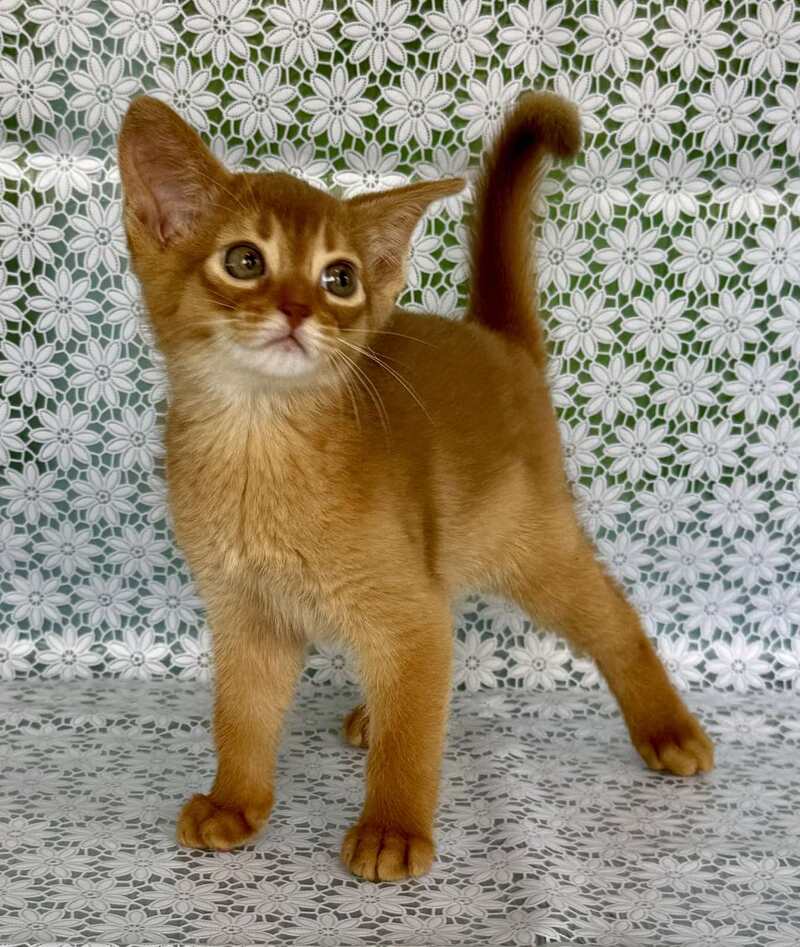 Bakara Abyssinian female sorrel - live animals