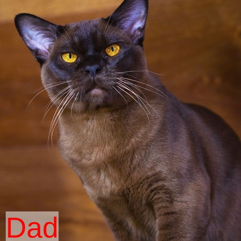 Urus Burmese male, black
