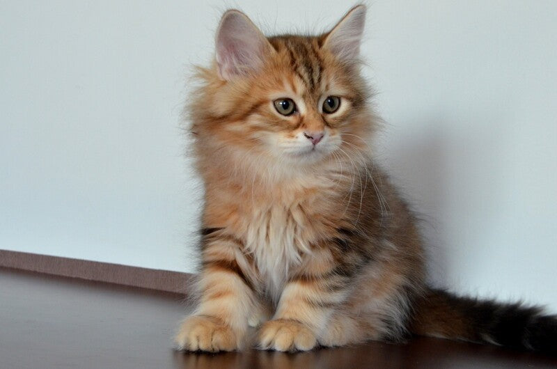 Stella Siberian female, black golden tabby