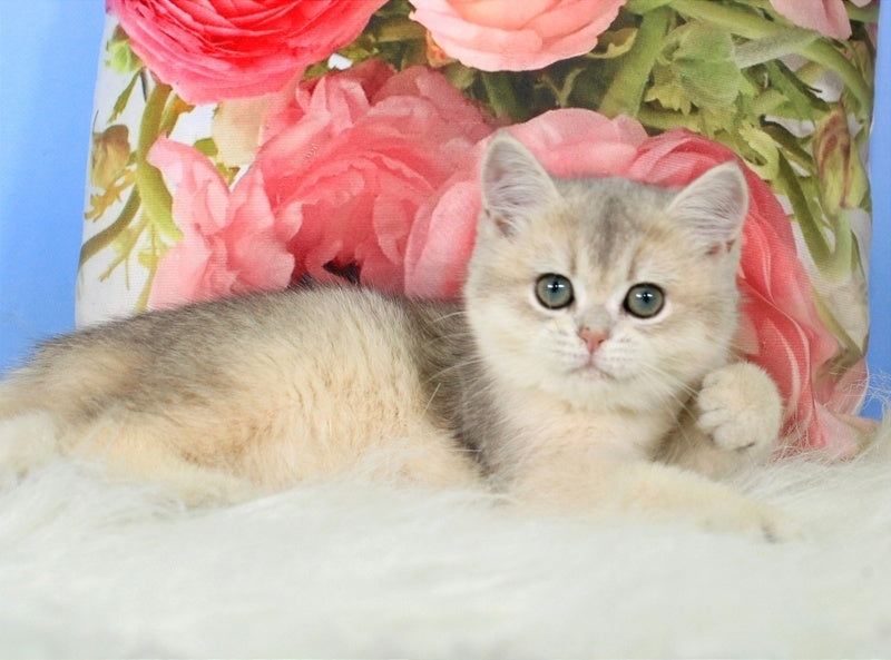 Princess British Shorthair female blue golden shaded - live animals