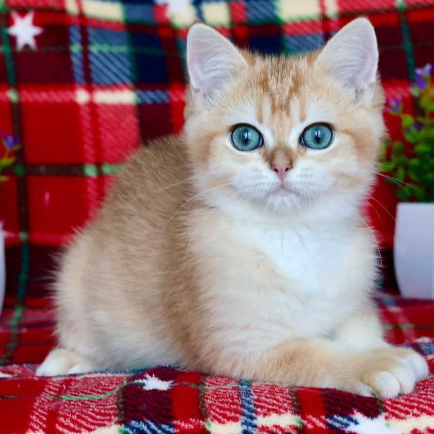 Zhalli British Shorthair female, black golden chinchilla