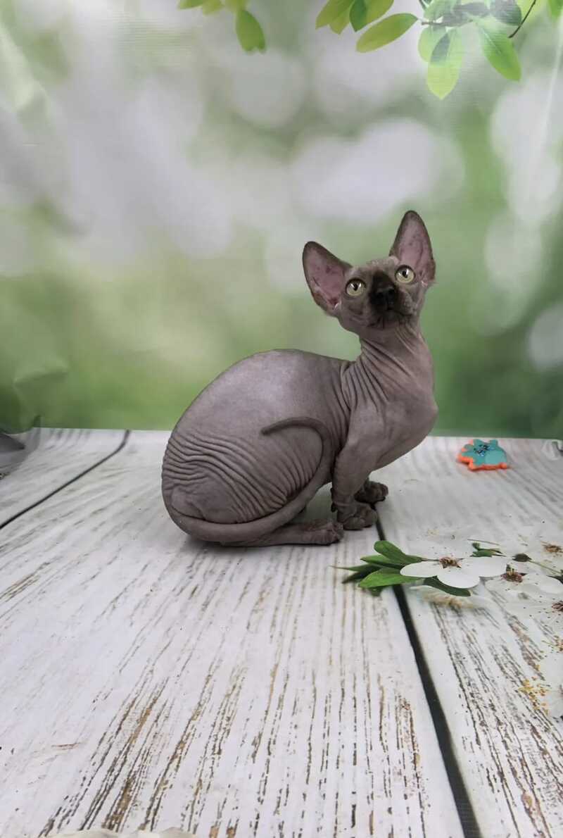 Polina Bambino female black - live animals