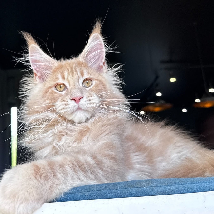 Winston Noir Maine Coon male, cream tabby
