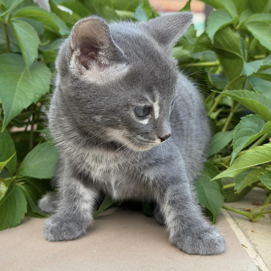 Calvin Bengal male, blue silver spotted tabby