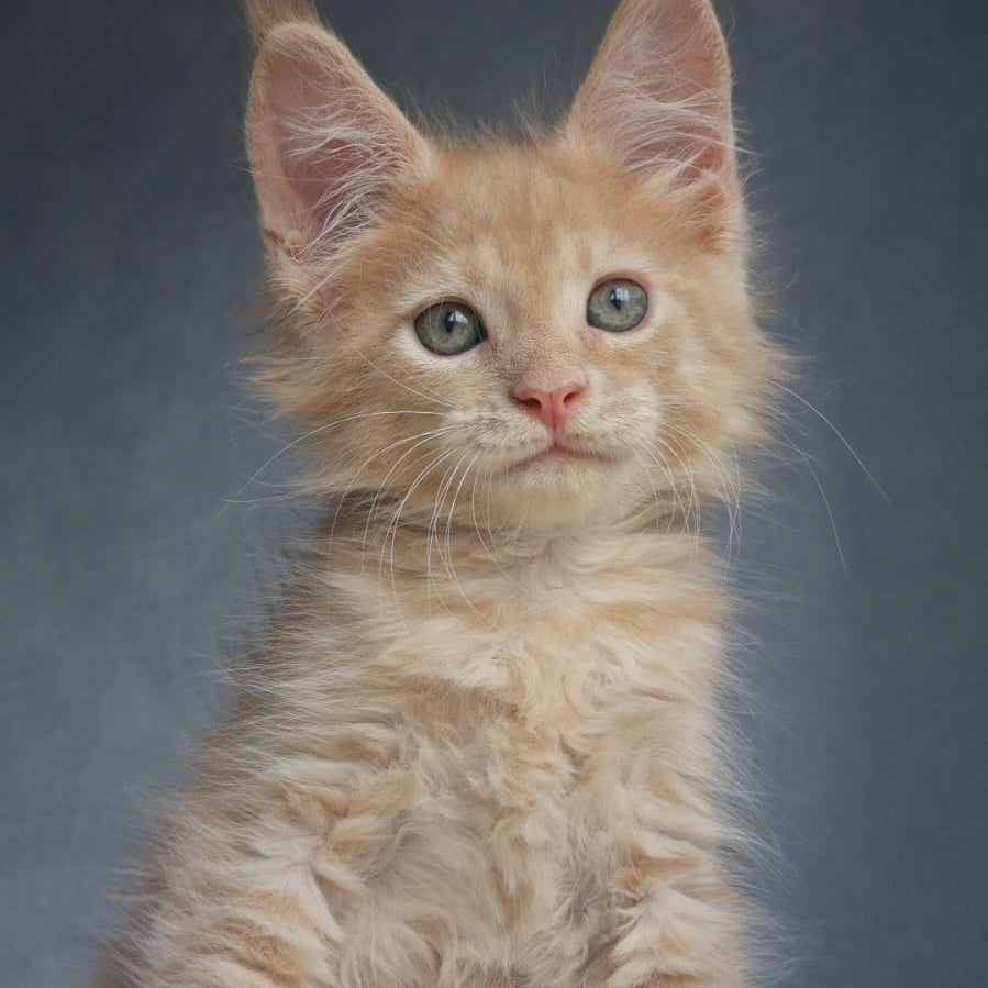 Paul Maine Coon male, cream