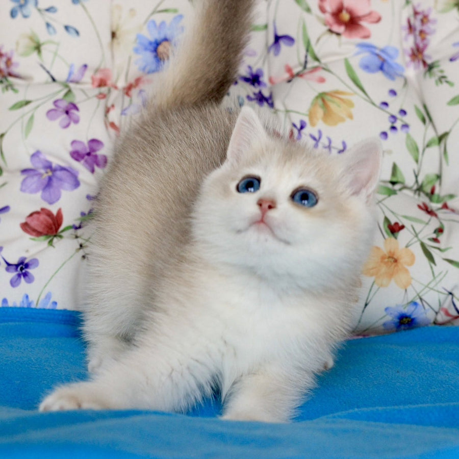 Xena British Shorthair female, blue golden chinchilla