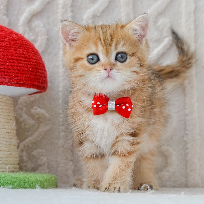 Harvey British Shorthair male, chocolate golden tabby