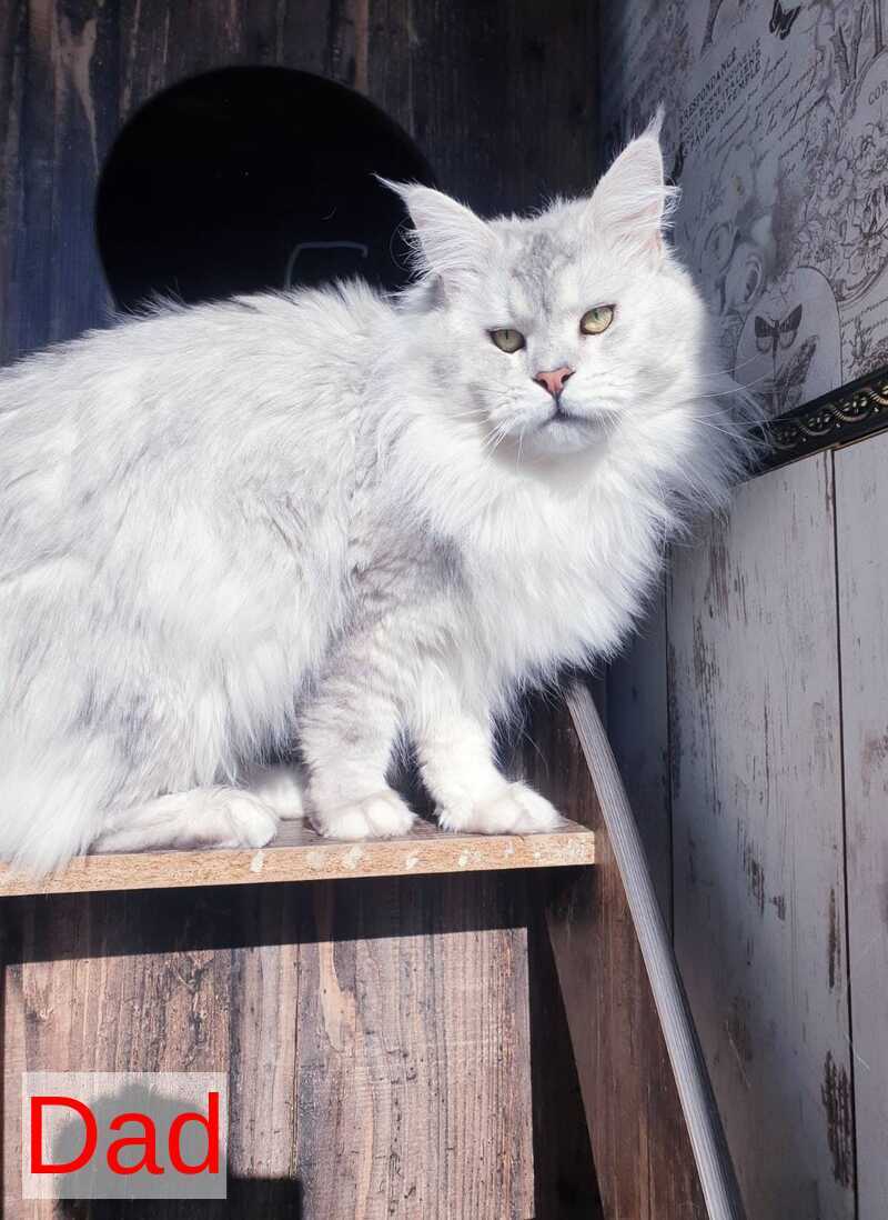 Grace Maine Coon female black ticked tabby - live animals