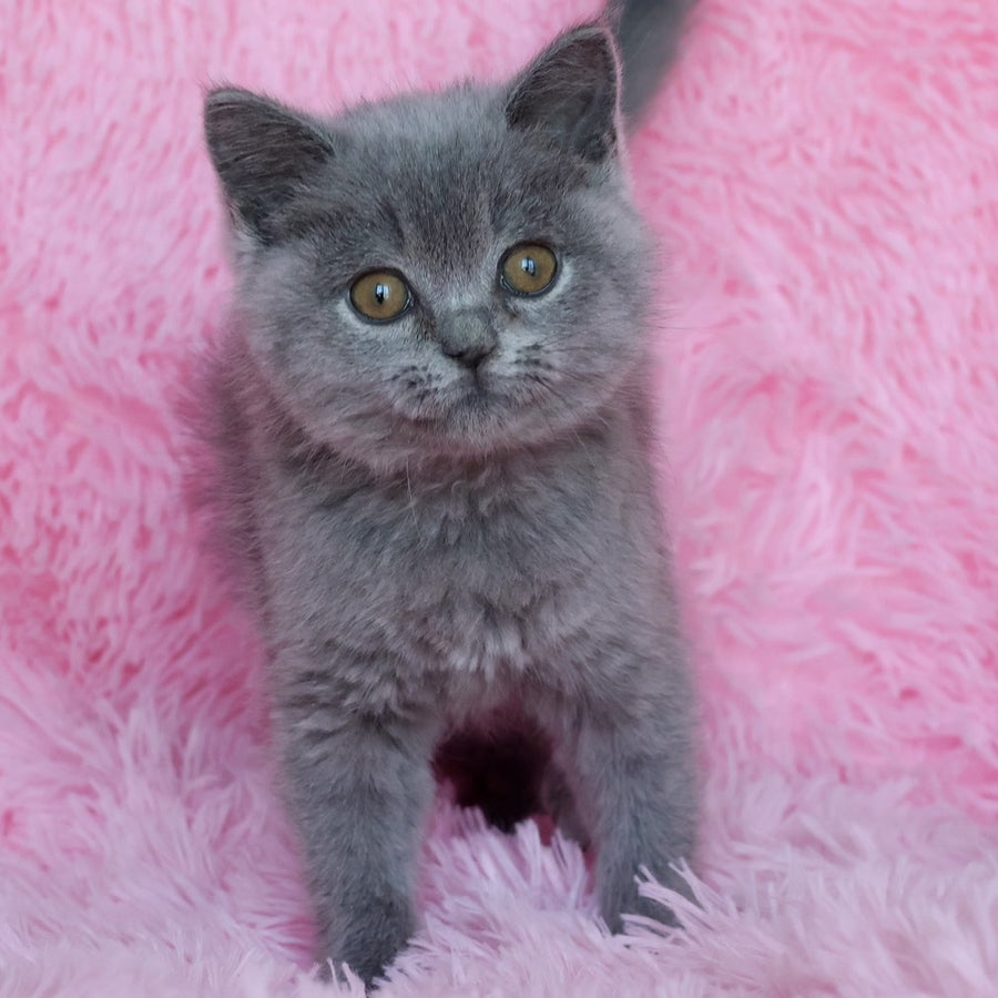 Xara British Shorthair female, blue