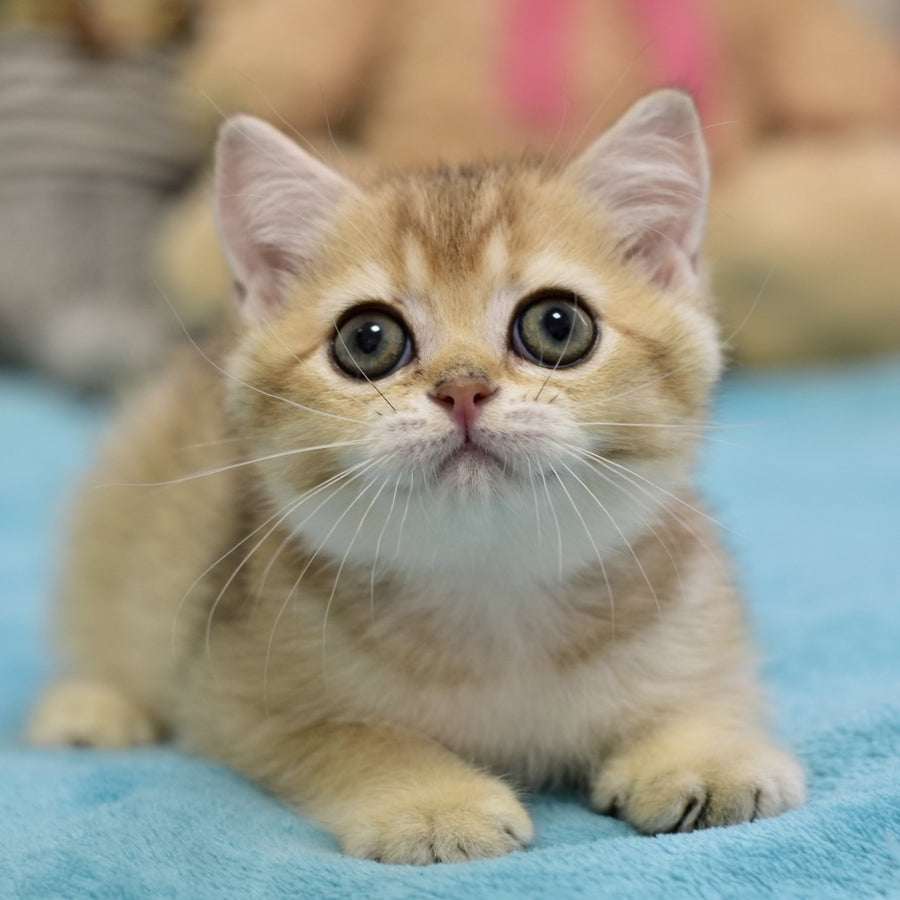 Finik British Shorthair female, black golden ticked tabby