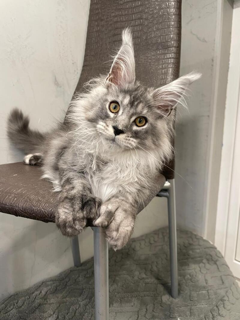 Dankos Maine Coon polydactyl male, black silver ticked tabby