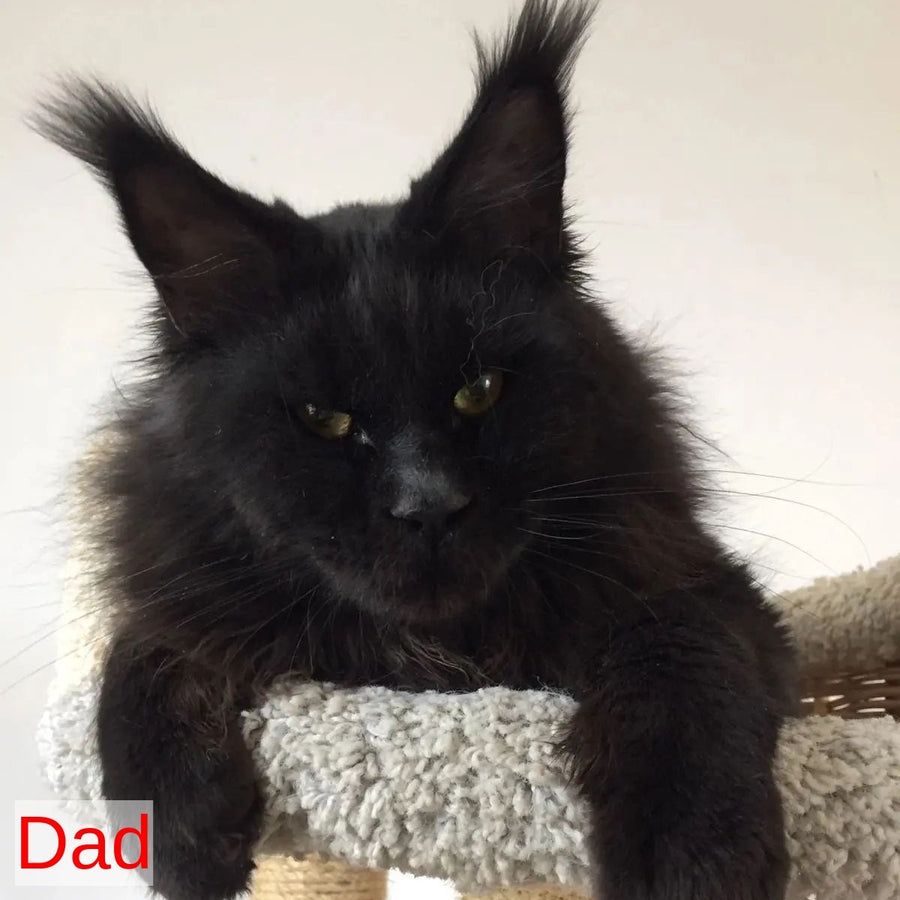 Sem Maine Coon male, black bicolour tabby