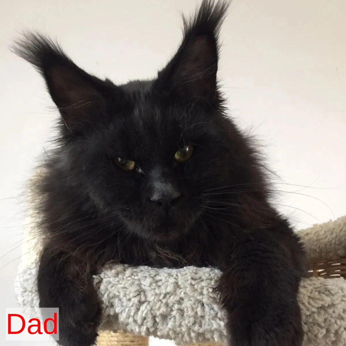 Semyon Maine Coon male, blue bicolour