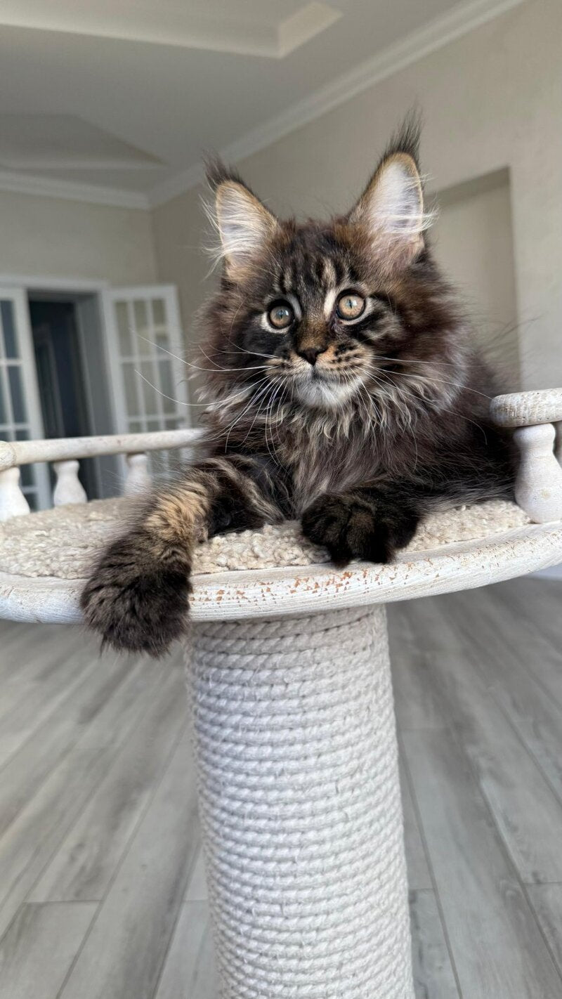 Unicum Maine Coon male, black tabby